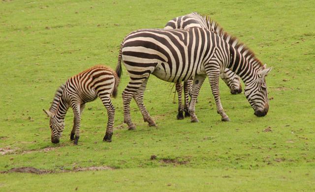 dierentuin emmen_1185